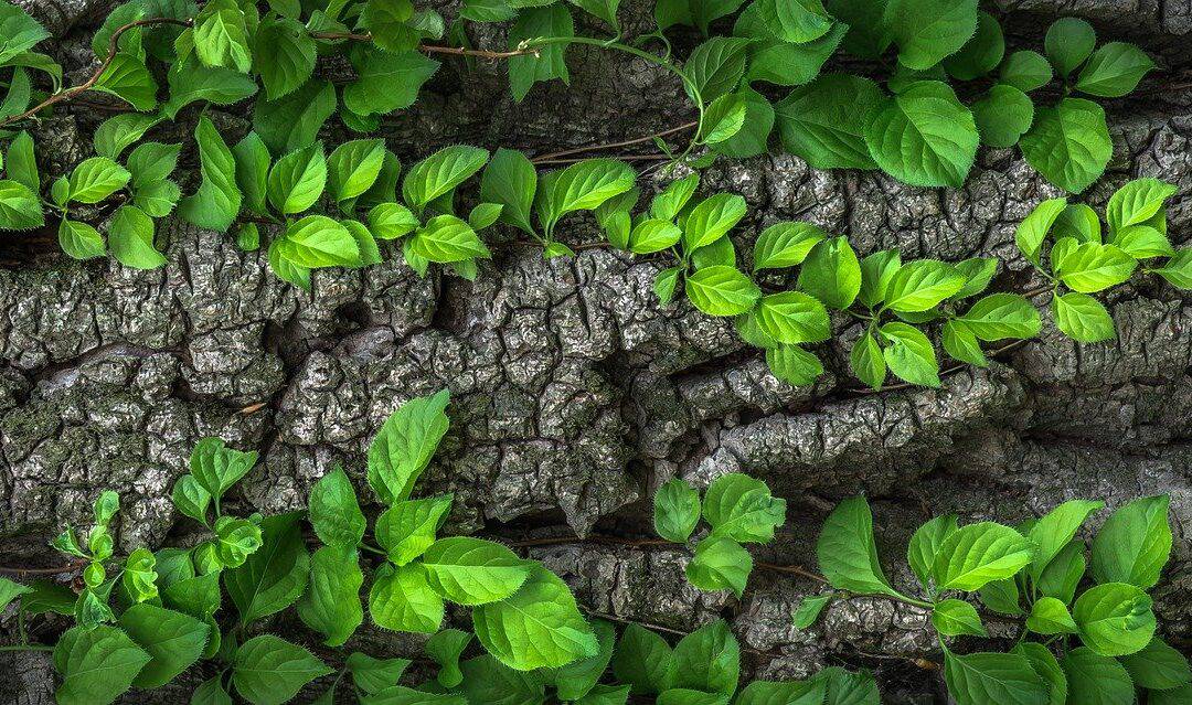 Rytme – refleksjon om en liturgisk, grønn praksis